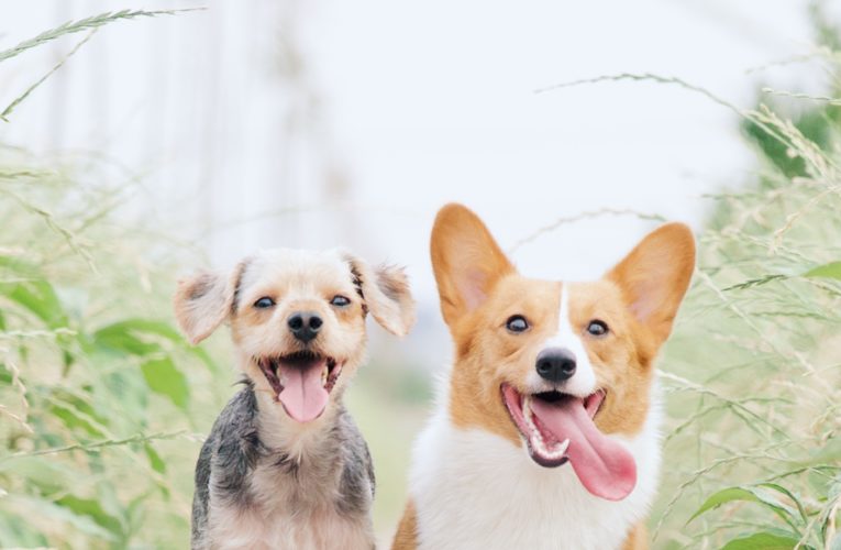 Preventing Home Dog Fights in San Marcos